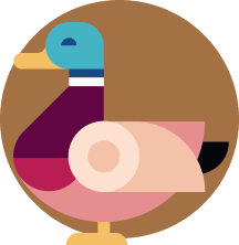 duck-icon