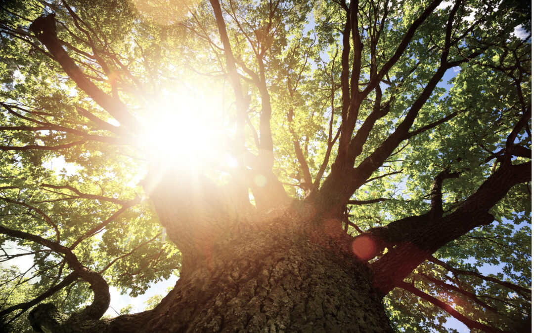 Karin Klingenstierna med band